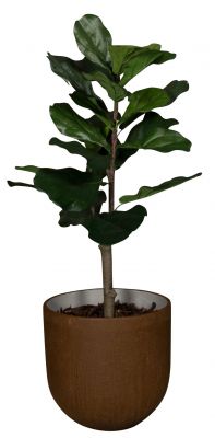 Medewi Lyrata (Ficus) Kunstpflanze Tanaman  